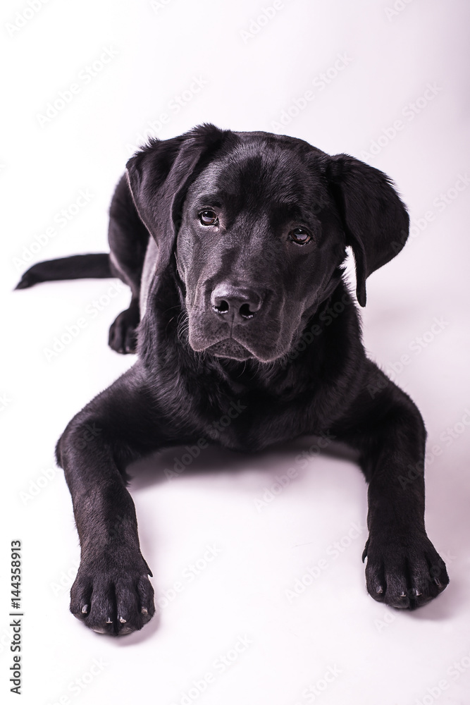 Labrador retriever puppy, dogs, white background
