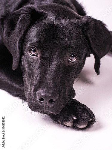 Wallpaper Mural Labrador retriever puppy, dogs, white background Torontodigital.ca
