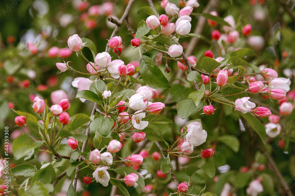Natural spring background of pink Apple flowers. Flowers and buds of an Apple tree on a green background. Natural spring background of pink Apple flowers. Flowers and buds of an Apple tree on a green background.