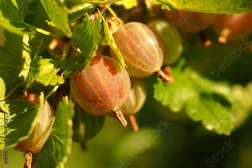 Gooseberry berry on a branch in the garden