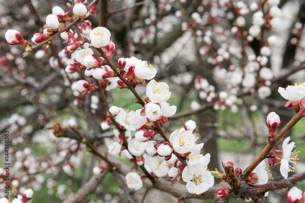 Blossoming spring tree of cherry. Season of cherry blossom. Blossoming spring tree of cherry. Season of cherry blossom.