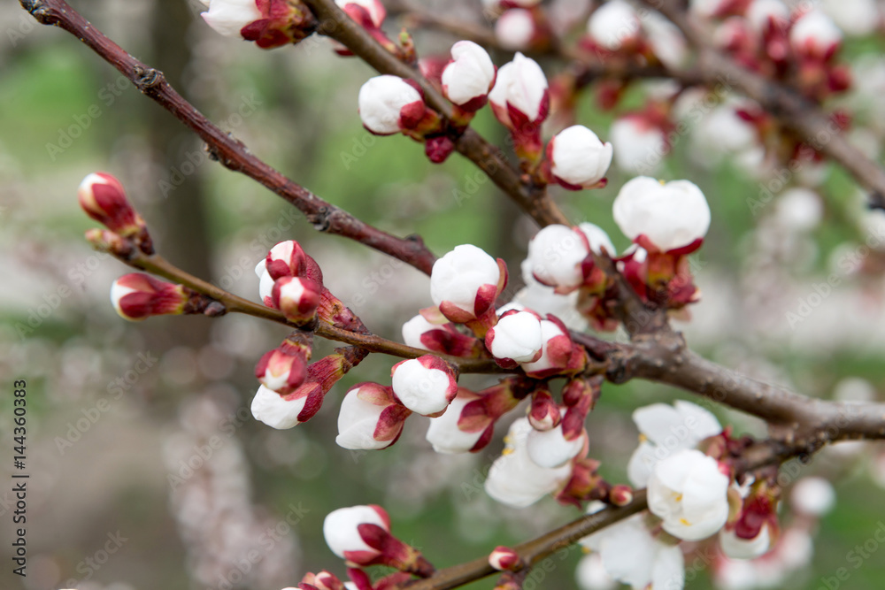 Blossoming spring tree of cherry. Season of cherry blossom.