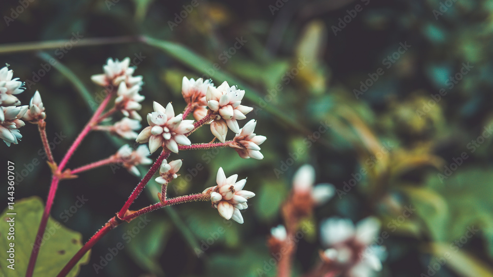White flowers beautiful natural scenery. White flowers beautiful natural scenery.