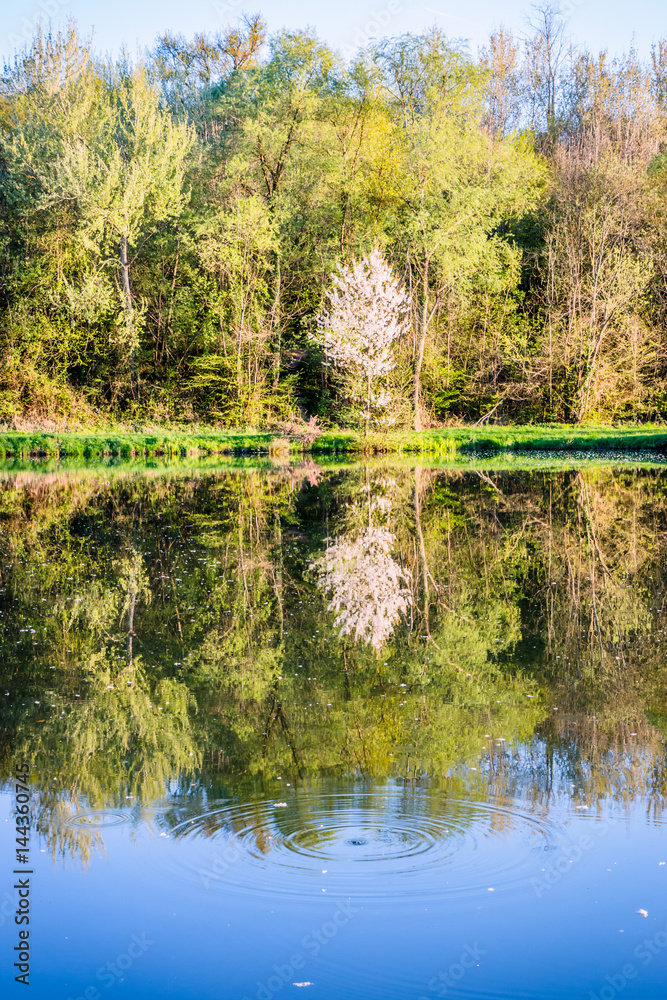 Fototapeta premium Printemps au bord de l'étang de pêche