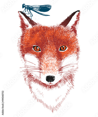 Hand drawn fox and dragonfly