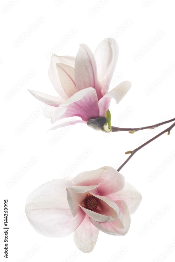 Beautiful pink magnolia flower