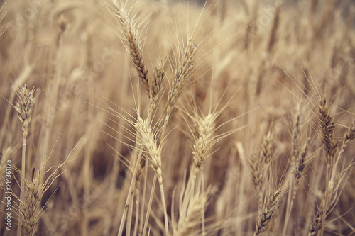 Wheat Beards. Close up image of a wheat field showing beards and kernels of the wheat plant. 