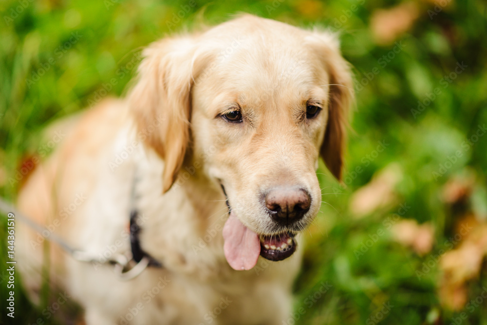 red dog Labrador on green background