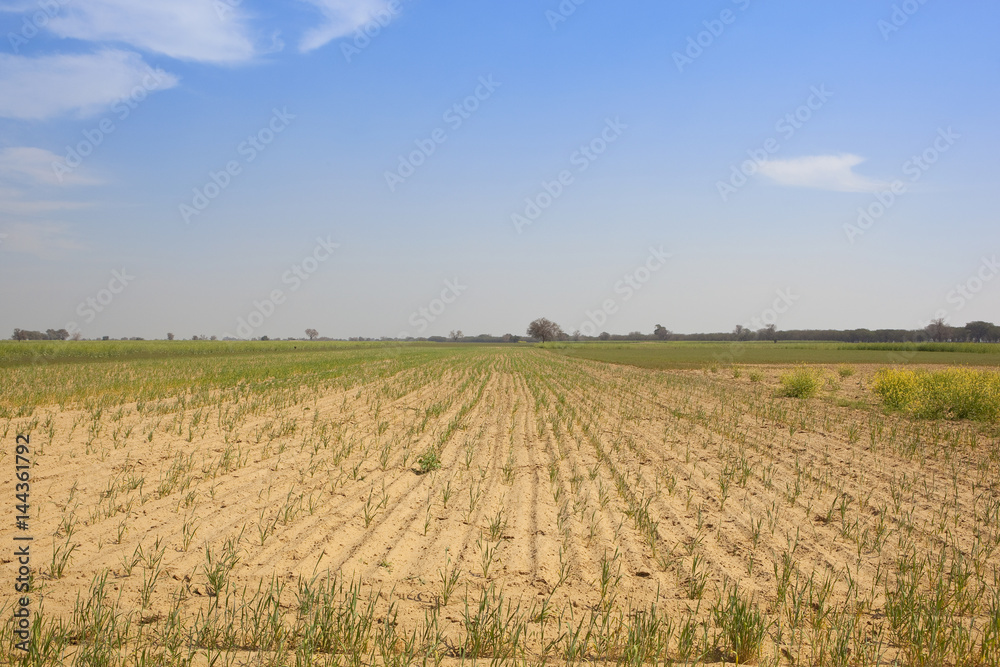 young crops in rajasthan india