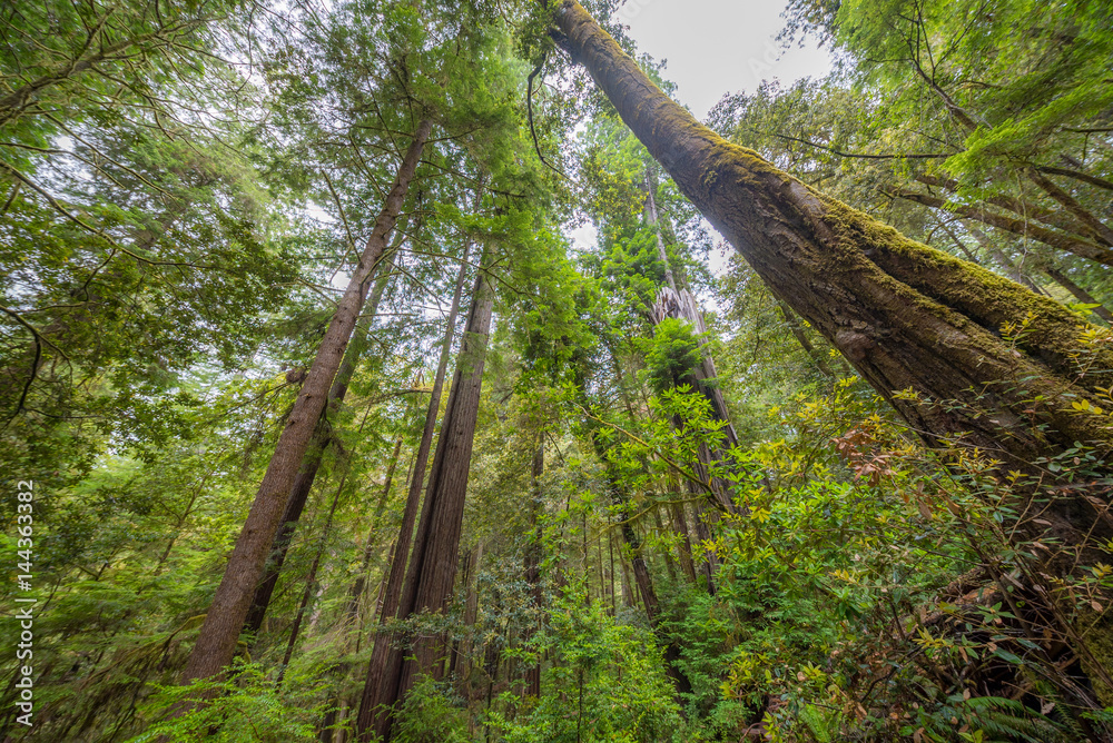 Green thickets in the forest of old-growth sequoias. Beautiful ferns grow between huge trees. Huge sequoias on the background of the blue sky. Redwood national and state parks. California, USA Green thickets in the forest of old-growth sequoias. Beautiful ferns grow between huge trees. Huge sequoias on the background of the blue sky. Redwood national and state parks. California, USA