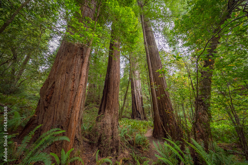 Green thickets in the forest of old-growth sequoias. Beautiful ferns grow between huge trees. Redwood national and state parks. California, USA Green thickets in the forest of old-growth sequoias. Beautiful ferns grow between huge trees. Redwood national and state parks. California, USA