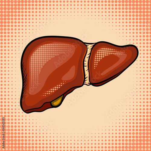 Human liver pop art style vector illustration