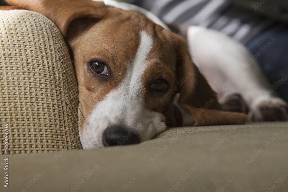 Young beagle laying on sofa and watching into the camera. Close up shot. Young beagle laying on sofa and watching into the camera. Close up shot.
