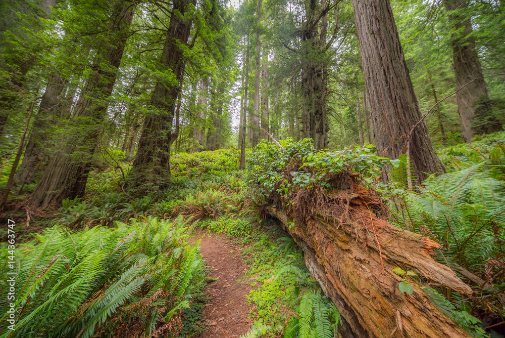 Green thickets in the forest of old-growth sequoias. Beautiful ferns grow between huge trees. Redwood national and state parks. California, USA Green thickets in the forest of old-growth sequoias. Beautiful ferns grow between huge trees. Redwood national and state parks. California, USA
