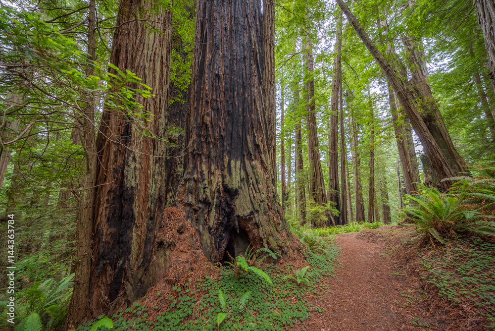 Obraz premium Green thickets in the forest of old-growth sequoias. Beautiful ferns grow between huge trees. Redwood national and state parks. California, USA