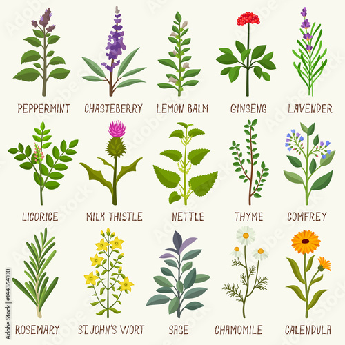 Herbs vector set