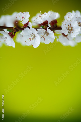 Fototapeta Naklejka Na Ścianę i Meble -  Branch of blooming spring apricots