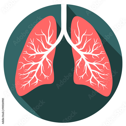 Human lungs organ
