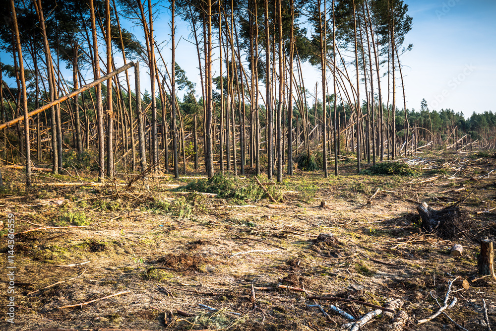Destroyed forest as an effect of strong storm