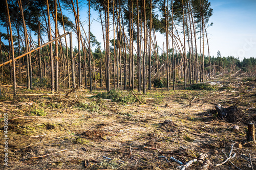 Obraz na płótnie Destroyed forest as an effect of strong storm w salonie