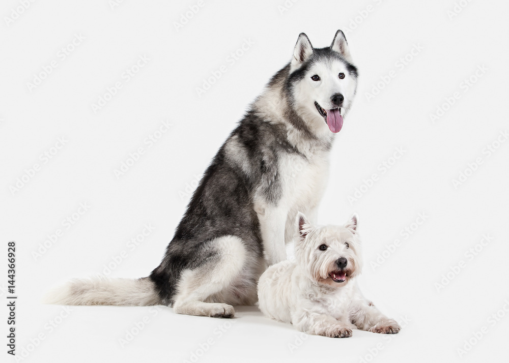 Dog. Siberian Husky and West Highland White Terrier on white background