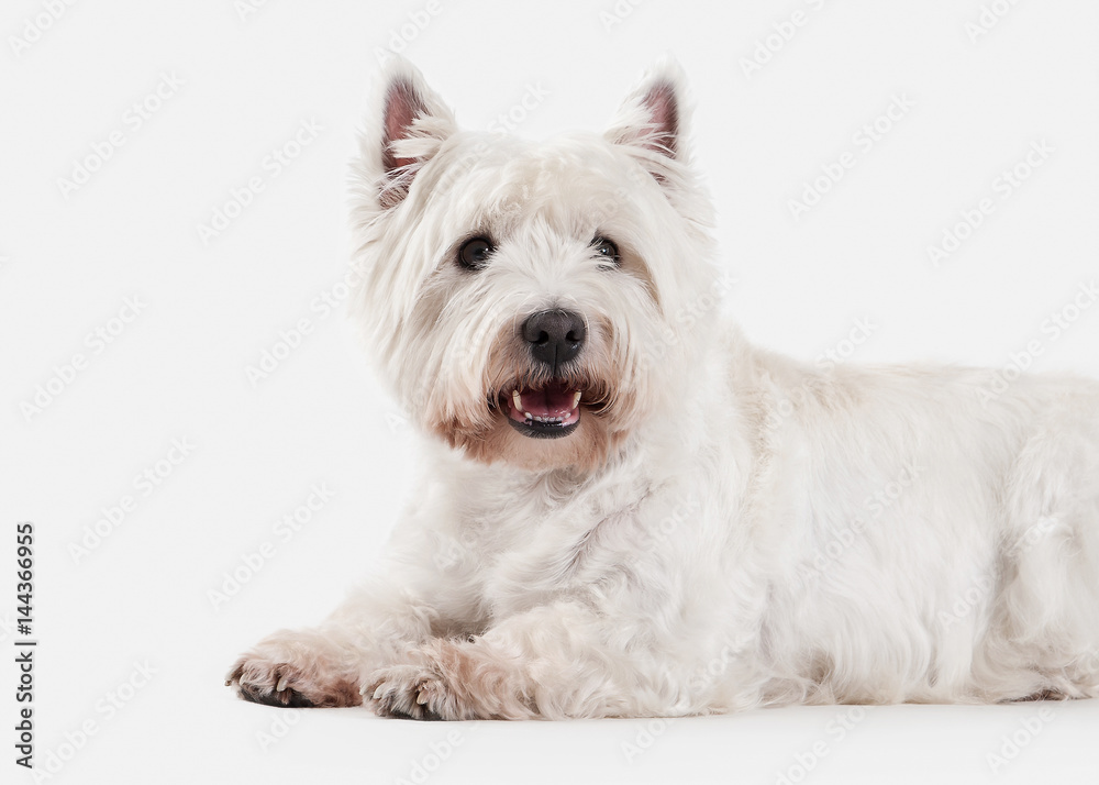 Dog. West Highland White Terrier on white background Dog. West Highland White Terrier on white background