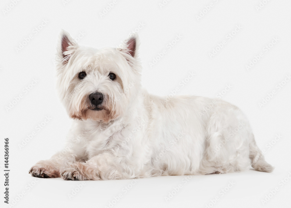 Dog. West Highland White Terrier on white background