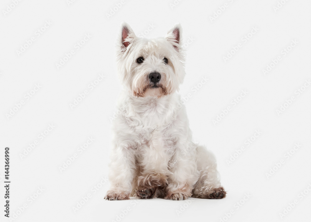 Dog. West Highland White Terrier on white background Dog. West Highland White Terrier on white background
