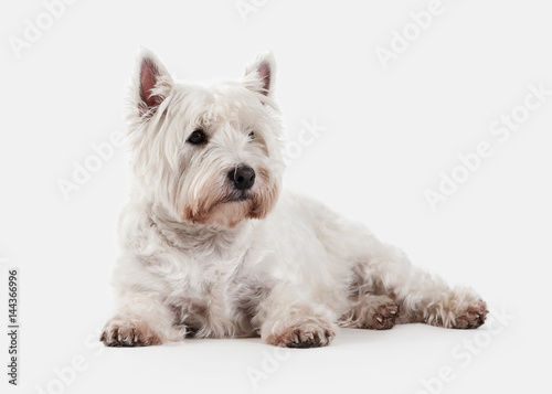 Dog. West Highland White Terrier on white background