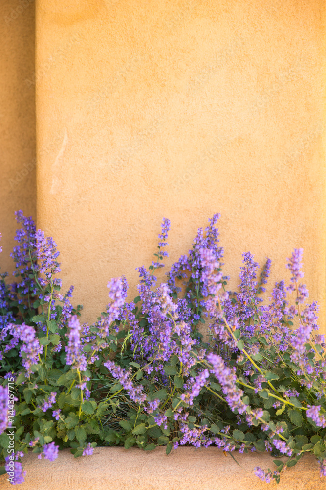 Fototapeta premium purple flowers against an orange wall