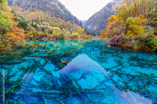 Photography Lake with submerged tree trunks