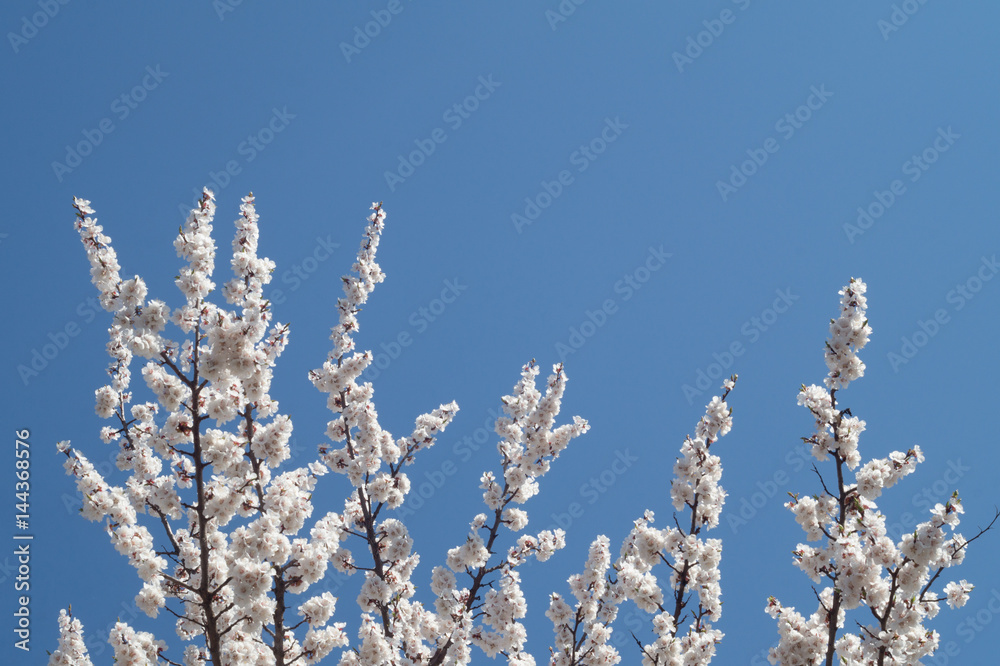Branches of a blooming apricot on a blue sky background Branches of a blooming apricot on a blue sky background