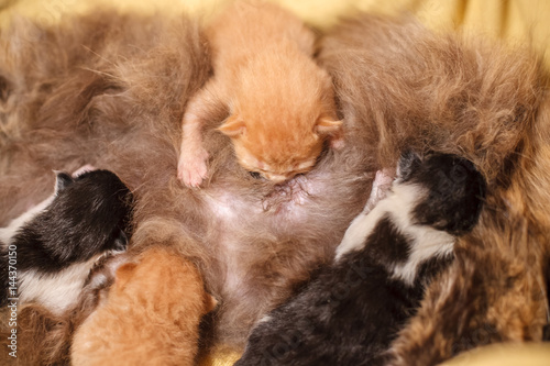 Sweet Cat family - just new born kittens with a mother cat on a yellow cotton. Red, black and white kittens.