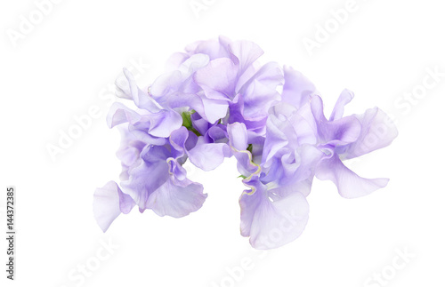 Fototapeta Naklejka Na Ścianę i Meble -  スイートピー