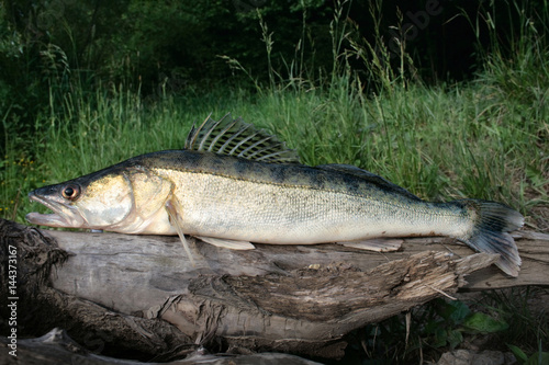 Zander/ Zander on old log photo