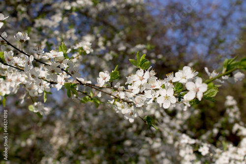 Branch with white flowers