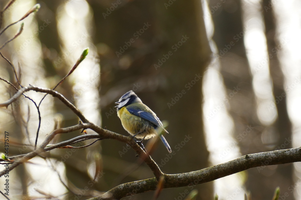 singende Blaumeise im Wald singende Blaumeise im Wald