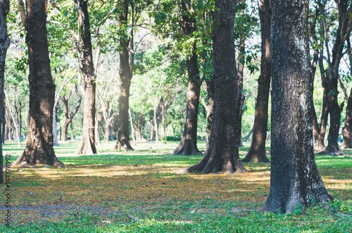 treesin park. photo