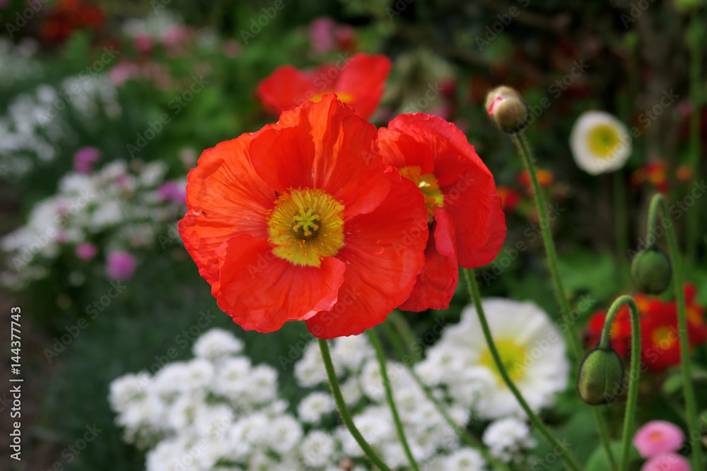 Fleurs de Printemps