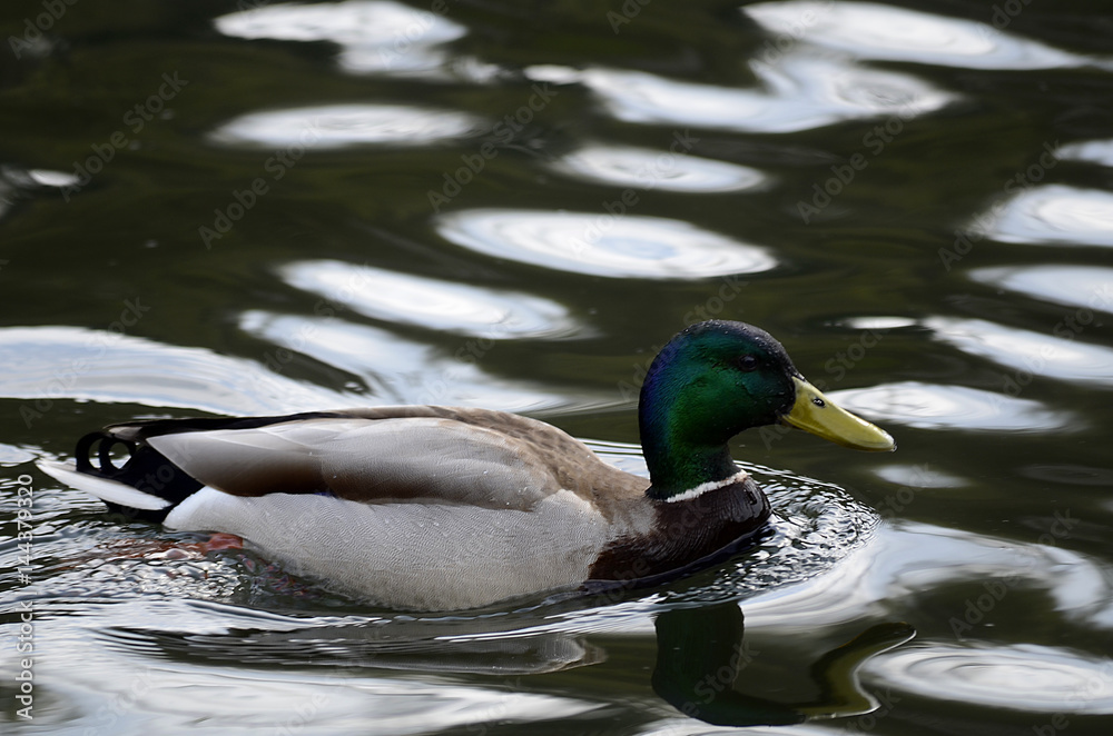 Gänse und Enten auf einem See