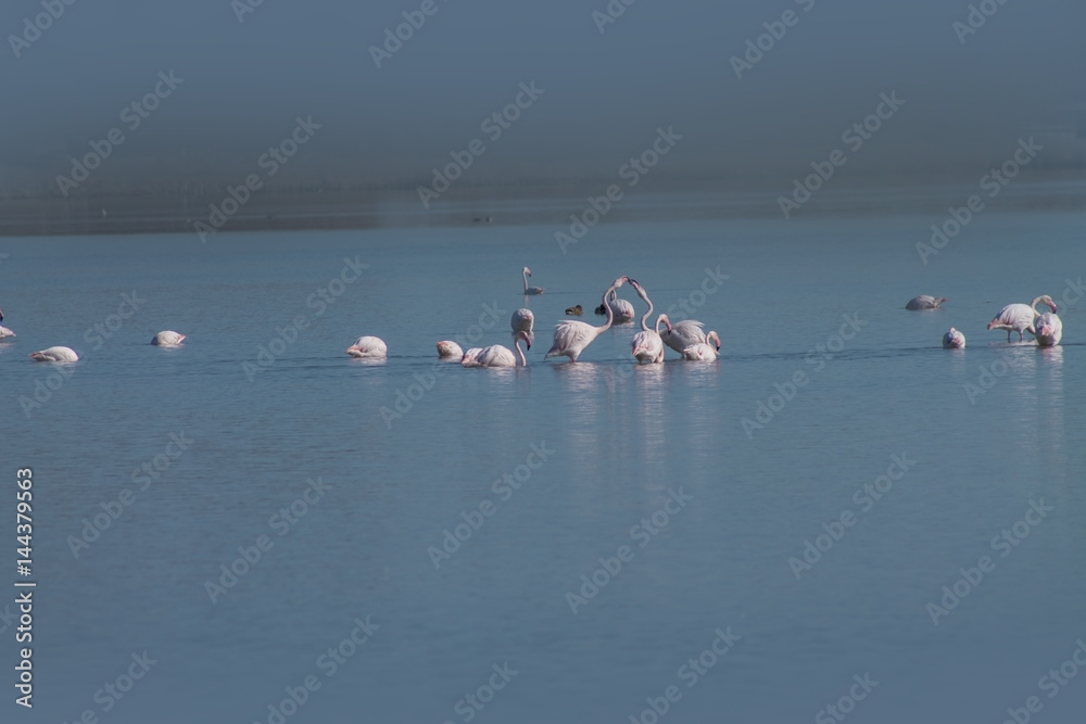 flamingos wading in the shallow lagoon water