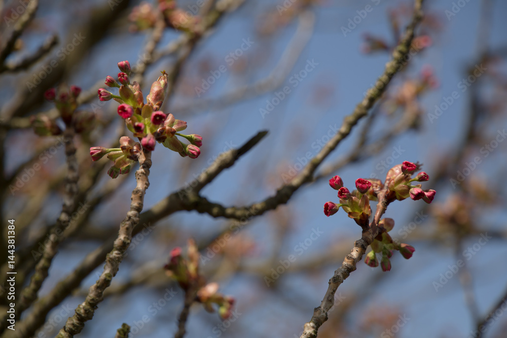 Young red spring Apricot tree flower blossoms buds. Prunus armeniaca branches on sky background Young red spring Apricot tree flower blossoms buds. Prunus armeniaca branches on sky background
