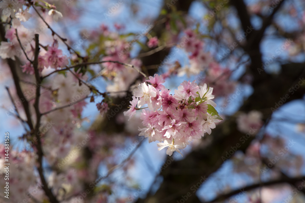 Pink cherry flowers branches closeup spring blossoms on a blue sky background Pink cherry flowers branches closeup spring blossoms on a blue sky background