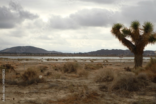Joshua desert sky