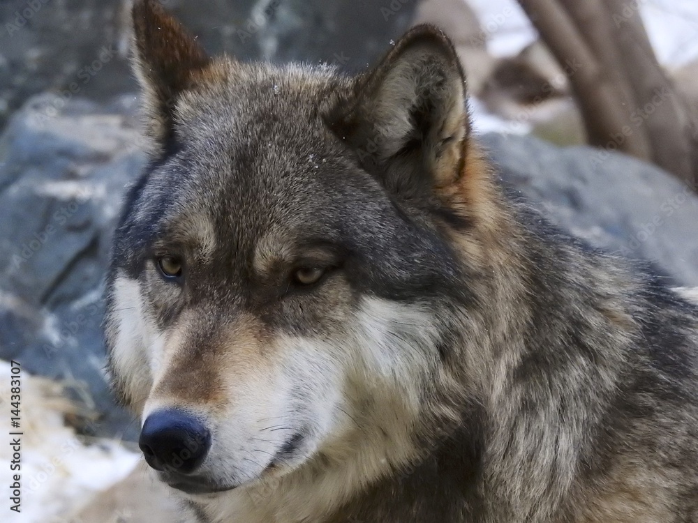 Fototapeta premium Grey Wolf/Gray Wolf