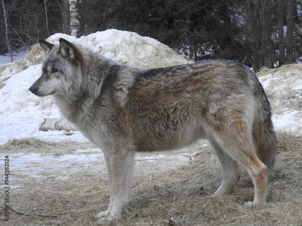 Fototapeta premium Grey Wolf/Gray Wolf