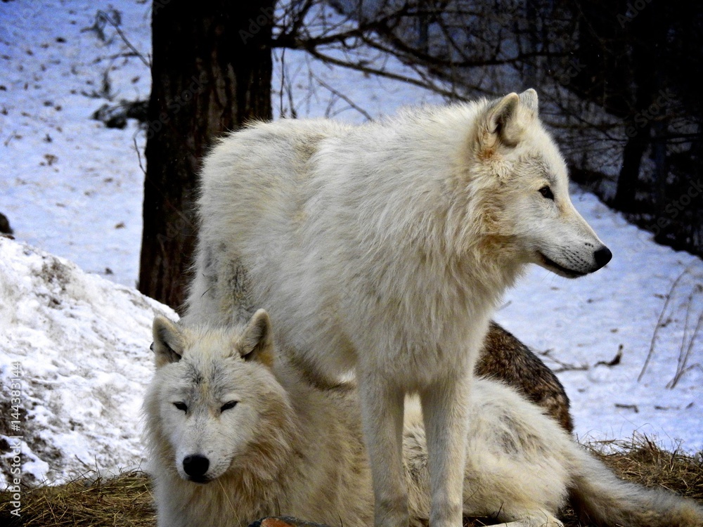 Grey Wolf/Gray Wolf