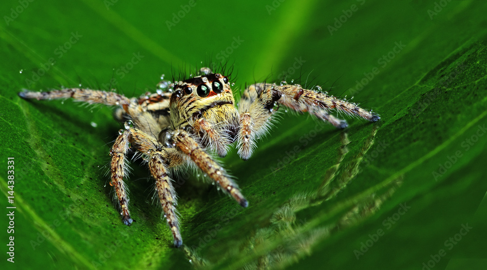 Beautiful Spider on green leaf, Jumping Spider in Thailand, Carrhotus viduus Beautiful Spider on green leaf, Jumping Spider in Thailand, Carrhotus viduus