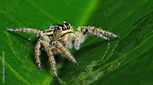 Beautiful Spider on green leaf, Jumping Spider in Thailand, Carrhotus viduus