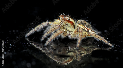 Beautiful Spider on glass, Jumping Spider in Thailand, Carrhotus viduus